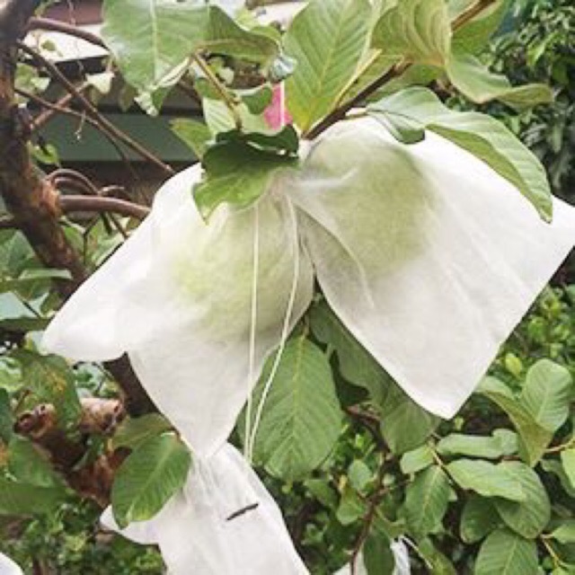 Túi bao trái cây bằng vải không dệt Túi bao trái cây bằng vải không dệt