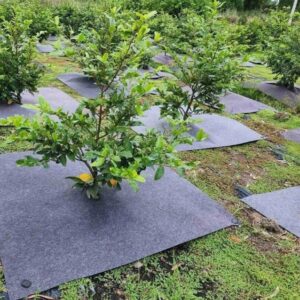 Báo giá cuộn bạt phủ cỏ vải địa 0.5x200m