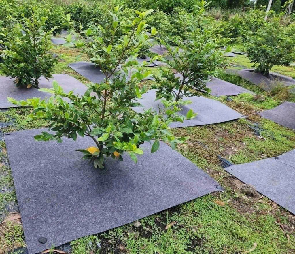 Báo giá cuộn bạt phủ cỏ vải địa 0.5x200m