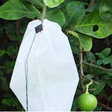 Túi bao trái cây bằng vải không dệt