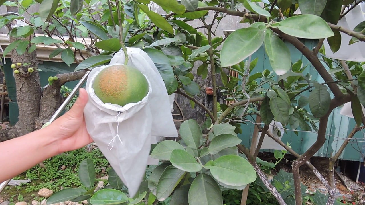 Bao trái bưởi là một trong những kĩ thuật trồng trọt cần thiết để bảo vệ cây trồng khỏi những thời tiết khắc nghiệt và tăng năng suất cho vườn cây của bạn. Hãy xem hình ảnh liên quan để tìm hiểu thêm về kĩ thuật này.