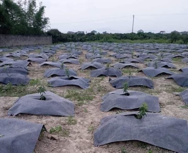 Báo giá cuộn bạt phủ cỏ vải địa 0.5x200m